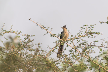 Jacobin Cuckoo