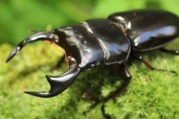 Antaeus stag beetle (Dorcus antaeus) in India
