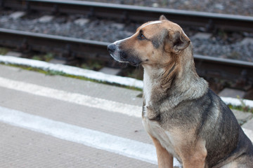Naklejka na ściany i meble Waiting lonely dog near railway station.