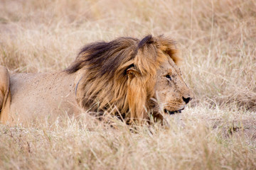 King Male Lion Portrait in Masai Mara , Kenya