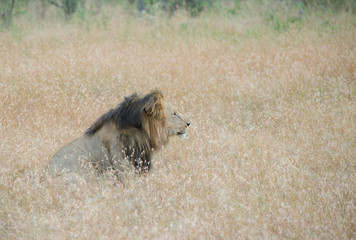 King Male Lion Portrait in Masai Mara , Kenya