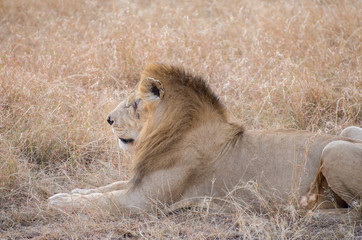 Lion Eating a Prey in Masai mara
