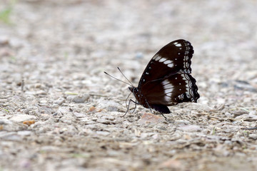 Fototapeta na wymiar Black butterflies foraging on the ground.