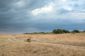 Fototapeta na wymiar King Male Lion Portrait in Masai Mara , Kenya