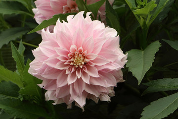 Aster, Dahlia, Lotus, card, background, texture, blur, drops