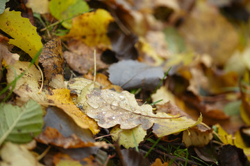 autumn leaves
