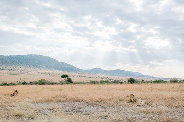 King Male Lion Portrait in Masai Mara , Kenya