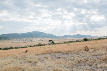 King Male Lion Portrait in Masai Mara , Kenya