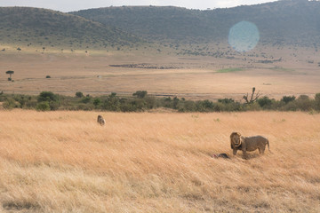 King Male Lion Portrait in Masai Mara , Kenya