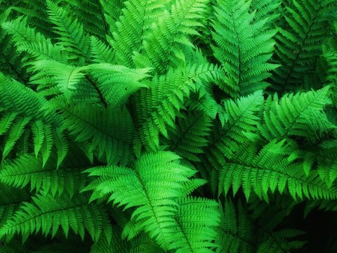 In the Eye of a Herbivorous 