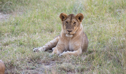 Obraz na płótnie Canvas Lions pride and Cubs in Masai mara