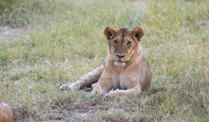 Plakat Lions pride and Cubs in Masai mara