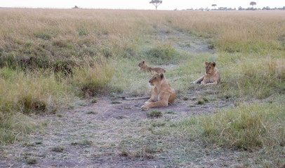 Naklejka premium Lions pride and Cubs in Masai mara