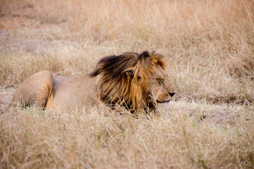 King Male Lion Portrait in Masai Mara , Kenya