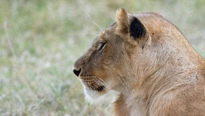 Lioness in the Wilderness of Masai mara , Kenya  ,Africa