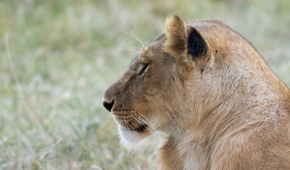 Lioness in the Wilderness of Masai mara , Kenya  ,Africa