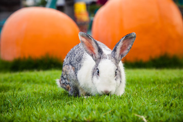 Cute rabbit on green grass; closeup happy animal.