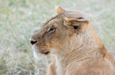 Lioness in the Wilderness of Masai mara , Kenya  ,Africa