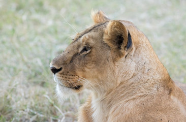 Lioness in the Wilderness of Masai mara , Kenya  ,Africa