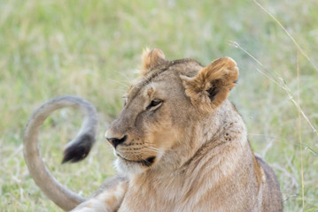 Obraz na płótnie Canvas Lioness in the Wilderness of Masai mara , Kenya ,Africa