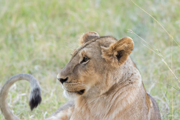 Obraz na płótnie Canvas Lioness in the Wilderness of Masai mara , Kenya ,Africa