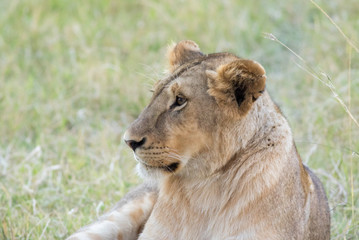 Lioness in the Wilderness of Masai mara , Kenya  ,Africa
