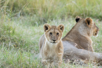 Fototapeta na wymiar Lions pride and Cubs in Masai mara