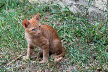Naklejka na ściany i meble Ginger kitten in Chalkidiki. Greece.