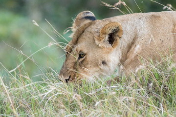 Lioness in the Wilderness of Masai mara , Kenya  ,Africa