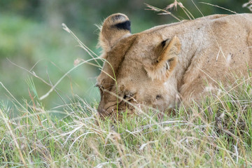Lioness in the Wilderness of Masai mara , Kenya  ,Africa