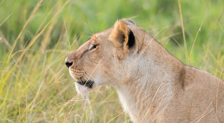 Lioness in the Wilderness of Masai mara , Kenya  ,Africa