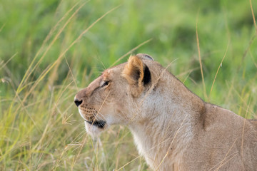 Lioness in the Wilderness of Masai mara , Kenya  ,Africa