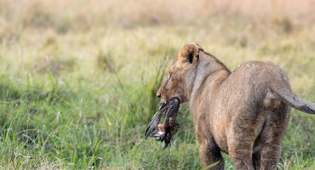 Lion Eating a Prey in Masai mara