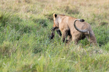 Obraz premium Lion Eating a Prey in Masai mara