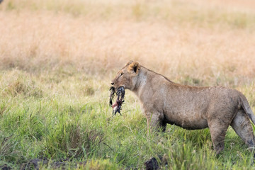 Fototapeta na wymiar Lion Eating a Prey in Masai mara