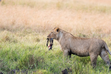 Lion Eating a Prey in Masai mara