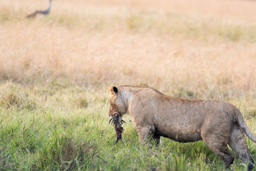 Lion Eating a Prey in Masai mara