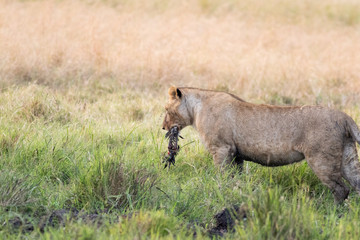 Lion Eating a Prey in Masai mara