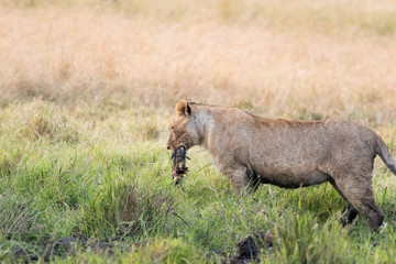 Lion Eating a Prey in Masai mara