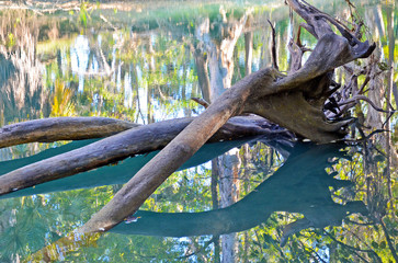 Fallen tree in green lagoon in outback Queensland. Colorful reflections of riverbank vegetation and sky in the water.