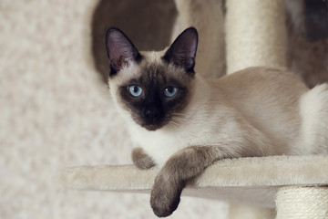 Obraz premium Siamese cat