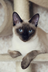 Siamese cat