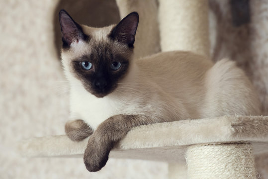 Siamese Cat