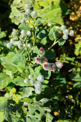 Blooming burdock (Arctium lappa)