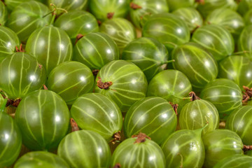 Fresh green gooseberry close up as background