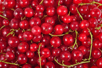 Fresh red currant close up as background
