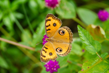 Butterfly on Globe Amaranth Flower