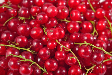 Fresh red currant close up as background
