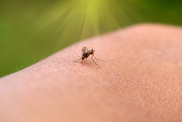 Close-up of a mosquito sucking blood