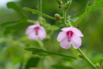 Caesar weed, Hibiscus burr flower.